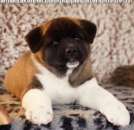 ������������ ����� - ���� ���������! - ����������� 1