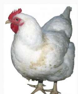 ����-�������� �����, ����� �������. ����� ��� - ����������� 1