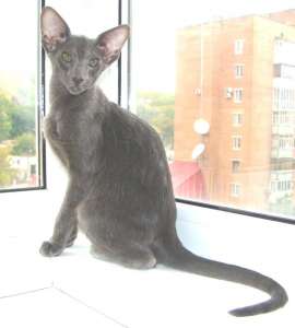 ������������ ������ - ����������� 1