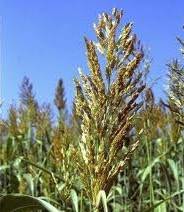 �������,����� (������) - ����������� 1