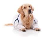 ������� � ����������: ������������ ������ �� ����, ��� ������ ���.