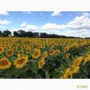 ������� � ����������: ������������ ������ ������������� � ��������