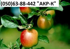 ������������. ������� ����. - ����������� 1