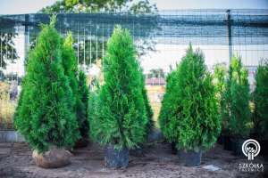 ������������ �������� � ����� �������� �������� ����� �� ������ - ����������� 1