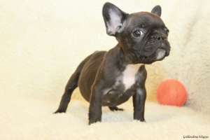 ������������ �������� ����� - ����������� 1