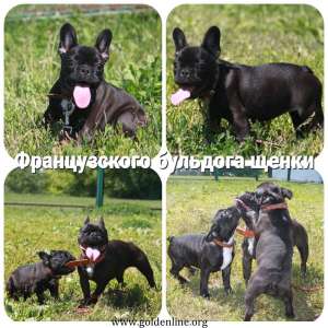 ������������ �������� ����� � ����������� - ����������� 1