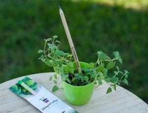 ������������ ��������� ��� IT ��������. - ����������� 1