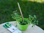 ������������ ��������� ��� IT ��������.. ������ - �������/�������