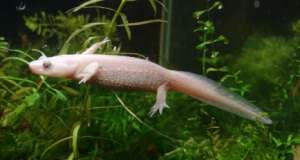 ������������ ��������� ������ ��������. �������� �� ���� �������. - ����������� 1