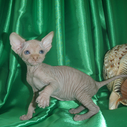 ������������ ��������� �������! - ����������� 1