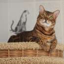 ������� � ����������: ������������ ����������� ������ � ���������