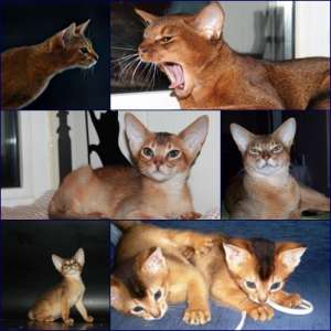 ������������ ����������� ������ ������������ ����� - ����������� 1