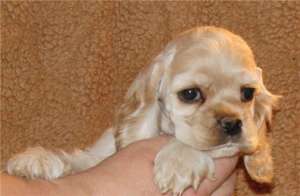 ������������ �����-�������� ����� - ����������� 1