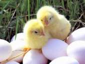 ������������� ���� �������� ���� 500 - ����������� 2