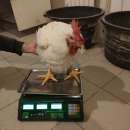 ������������� ���� ���������, �������. �������� - �������/�������