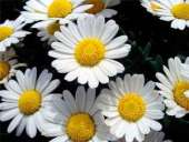 ������������� ����� ����� - ����������� 2