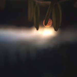 ������������� �����������, ������������, ��������� � 6 ���������. - ����������� 1