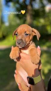 ������������� ���������������� ���'�� - ����������� 1