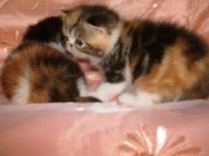 �������-������� � ���� - ����������� 1