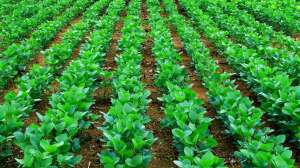 ��������������, ���, �������� ������� �� ������������� - ����������� 1