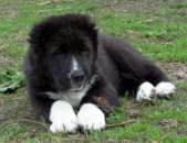 �������������� ����� ��� (������) �� ����� ������� ��������� - ����������� 2