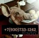 ������� � ����������: �������,������� ����� ,�������� ����� +7(930)733-1242 WhatsApp Viber