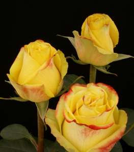 �������������� ����� �����,���� �� �������� - ����������� 1