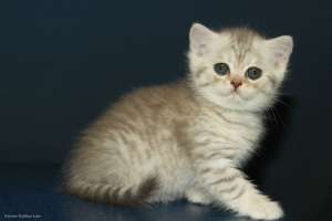 �������������� ������� ������ - ����������� 1