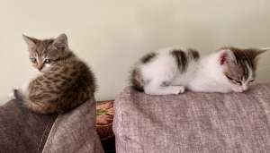 �������������� �����-������ �������� St-40 (1, 2�0, 67�) 0, 8 �.�� - ����������� 1