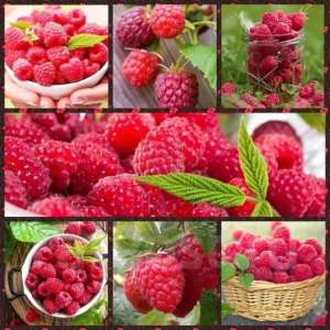 ��������������� CAS 542-55-2 - ����������� 1