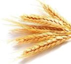 ������� � ����������: ��������������� ������� ������� (�����) 10 �����