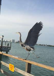 ��������������� ������������ ��� ����� � �������� - ����������� 1