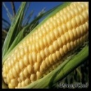 ������� � ����������: ��������-�������� "��������"- ������� ����� ����� 2012