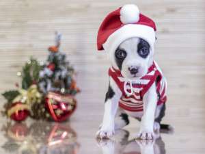 ���������������� �������� ������� ���������� - ����������� 1