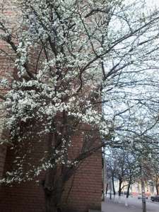 �������������������� ����� "���������" - ����������� 1