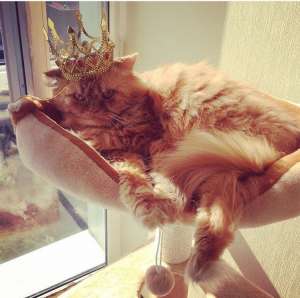 ����������(����������)����� � �����,���������� ����������. - ����������� 1