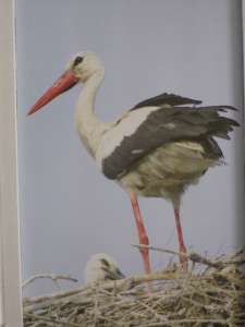 �������,���������,���,����,�������� ������ - ����������� 1